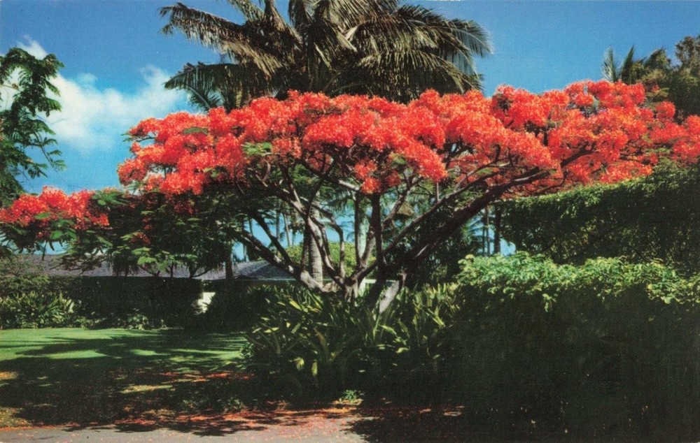 Honolulu HI Hawaii, Royal Poinciana Flame Tree in Bloom, Vintage Postcard