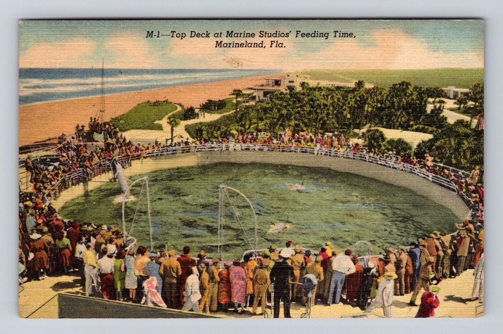 Marineland FL-Florida, Top Deck At Marine Studios Feeding Time Vintage Postcard