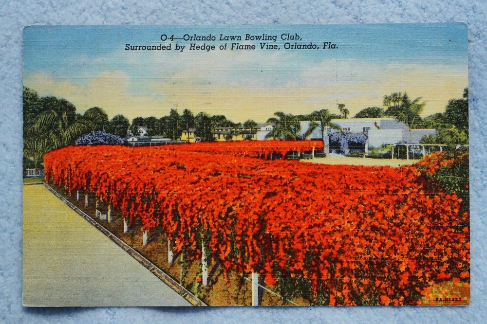 Hedge of Flame Vine - Orlando Lawn Bowling Club - Florida