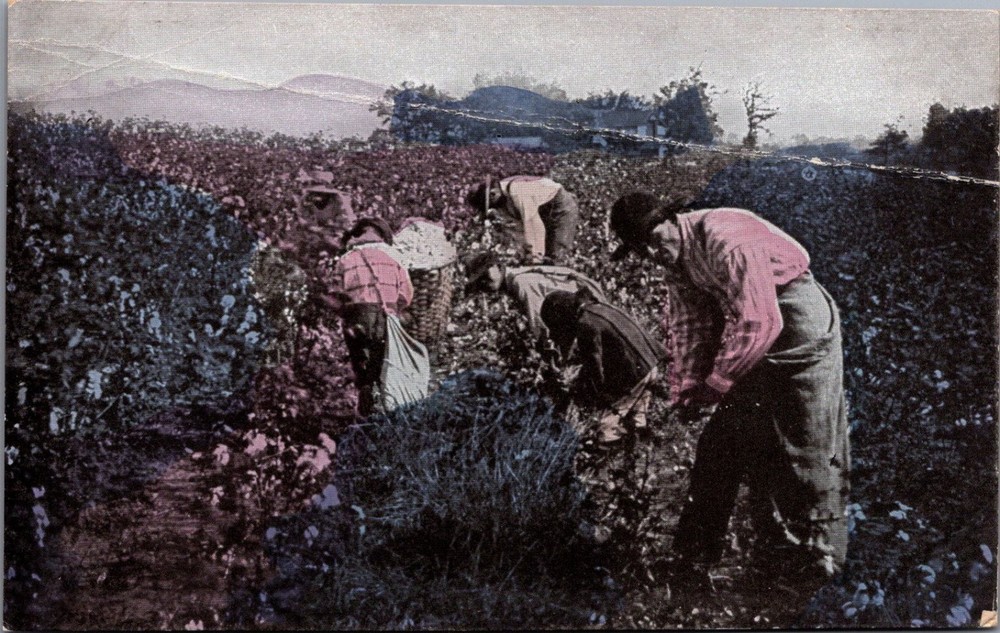 Vintage Alabama Cotton Picking Farm Field Workers Hand-Colored Postcard Dixie