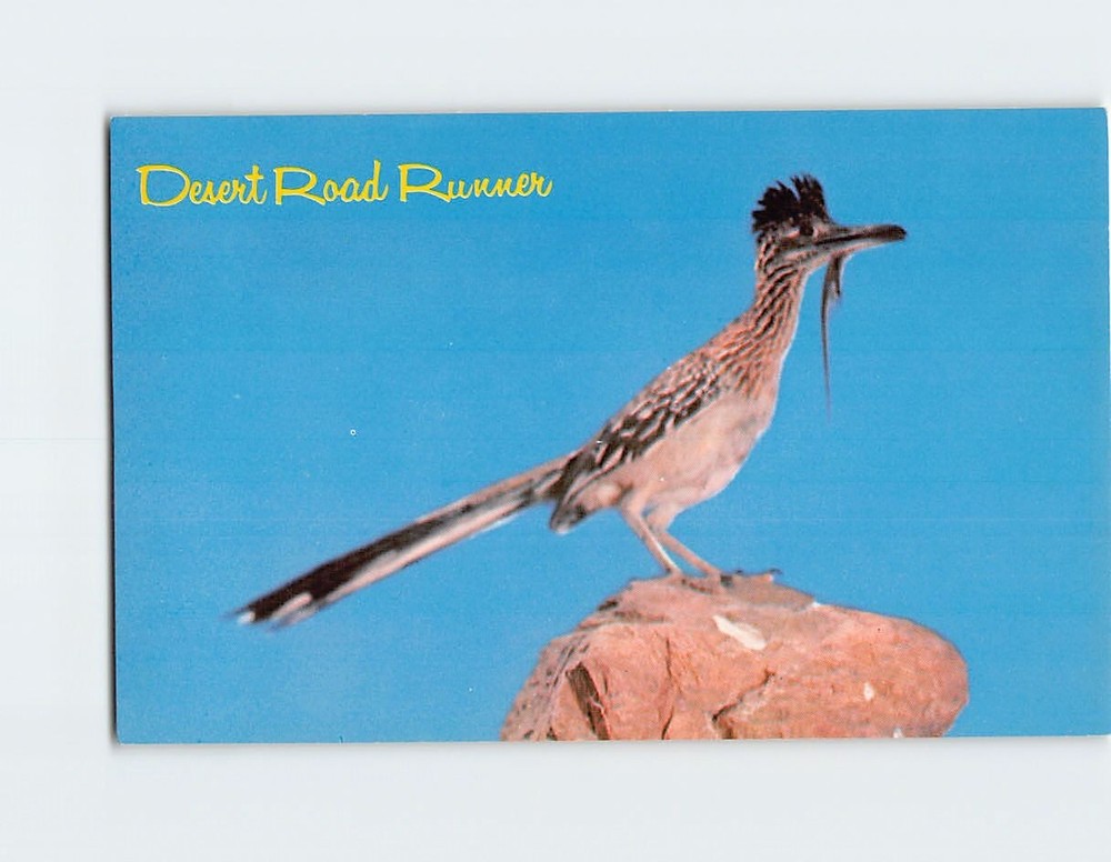 Postcard Desert Road Runner
