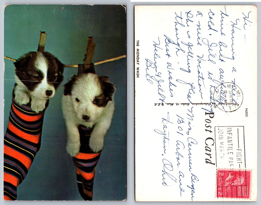 Puppy Laundry Clothesline Humor Postcard