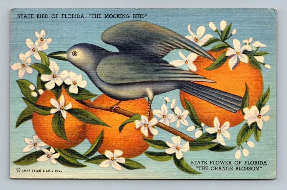 Vintage Florida State Bird & Flower Linen Postcard by Curt Teich