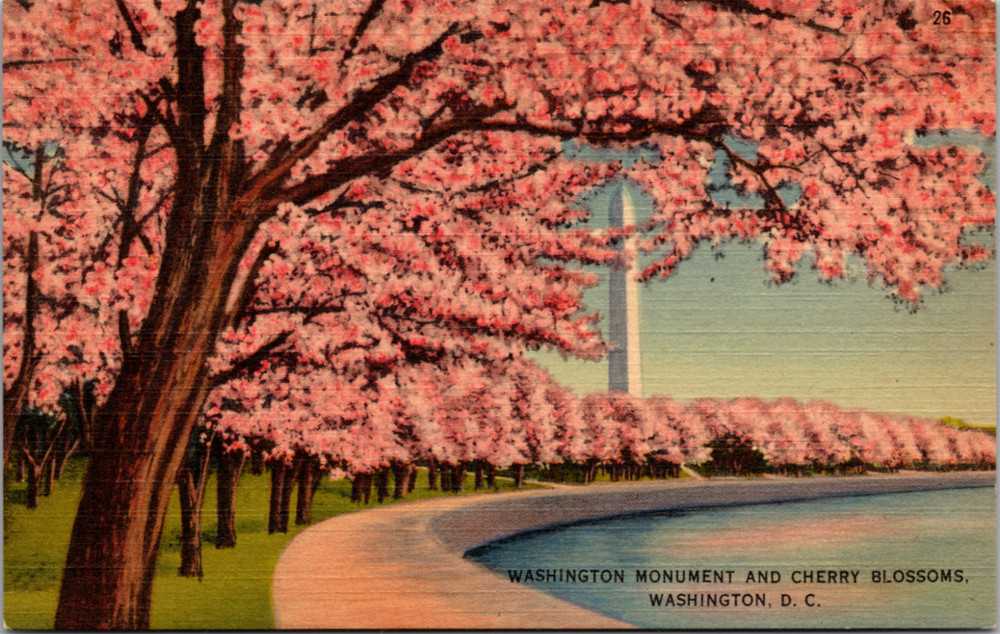 Washington Monument & Cherry Blossoms Washington D. C. Vintage Postcard