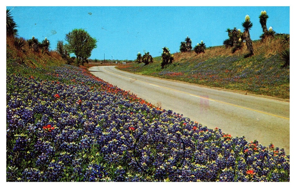 postcard Bluebonnets Indian Paint Brush Giant Daggers flowers Texas 9544