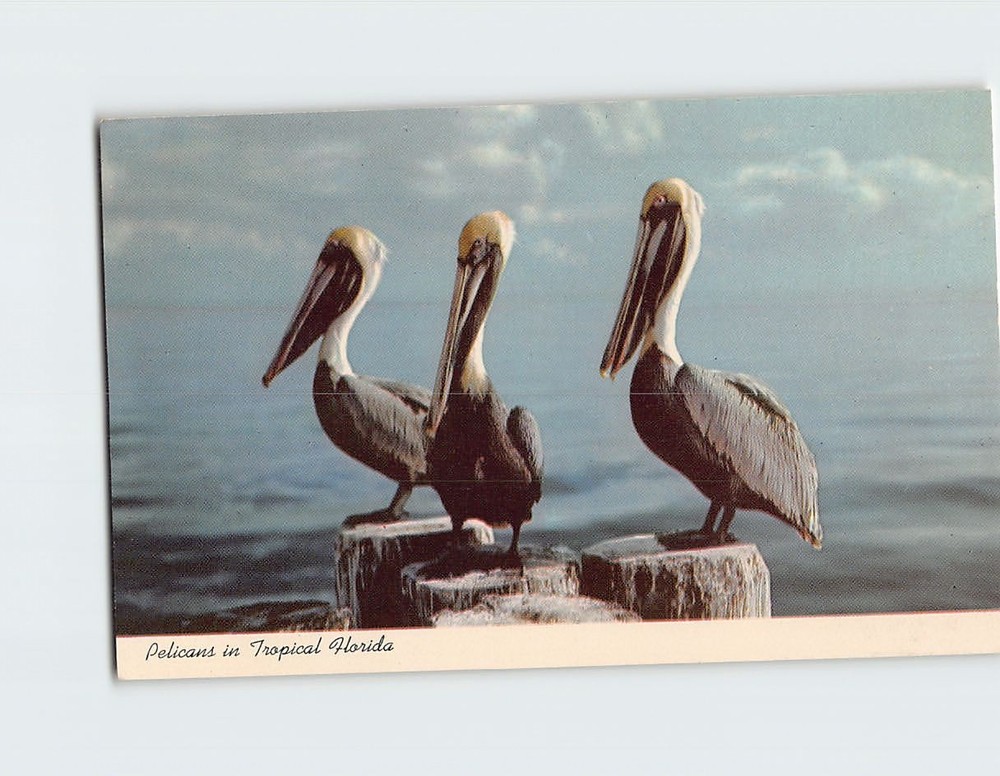Postcard Pelicans in Tropical Florida USA North America