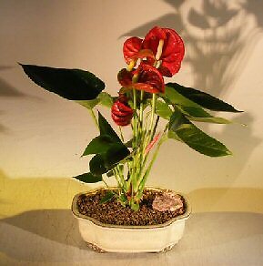 Red Anthurium Bonsai Tree Flower Plant Small Talk Fragrant Purifies Air 4yo 12