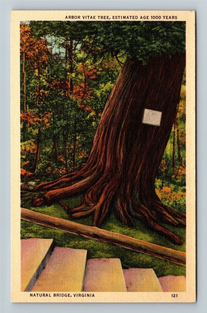Natural Bridge VA-Virginia, Arbor Vitae Tree Vintage Souvenir Postcard