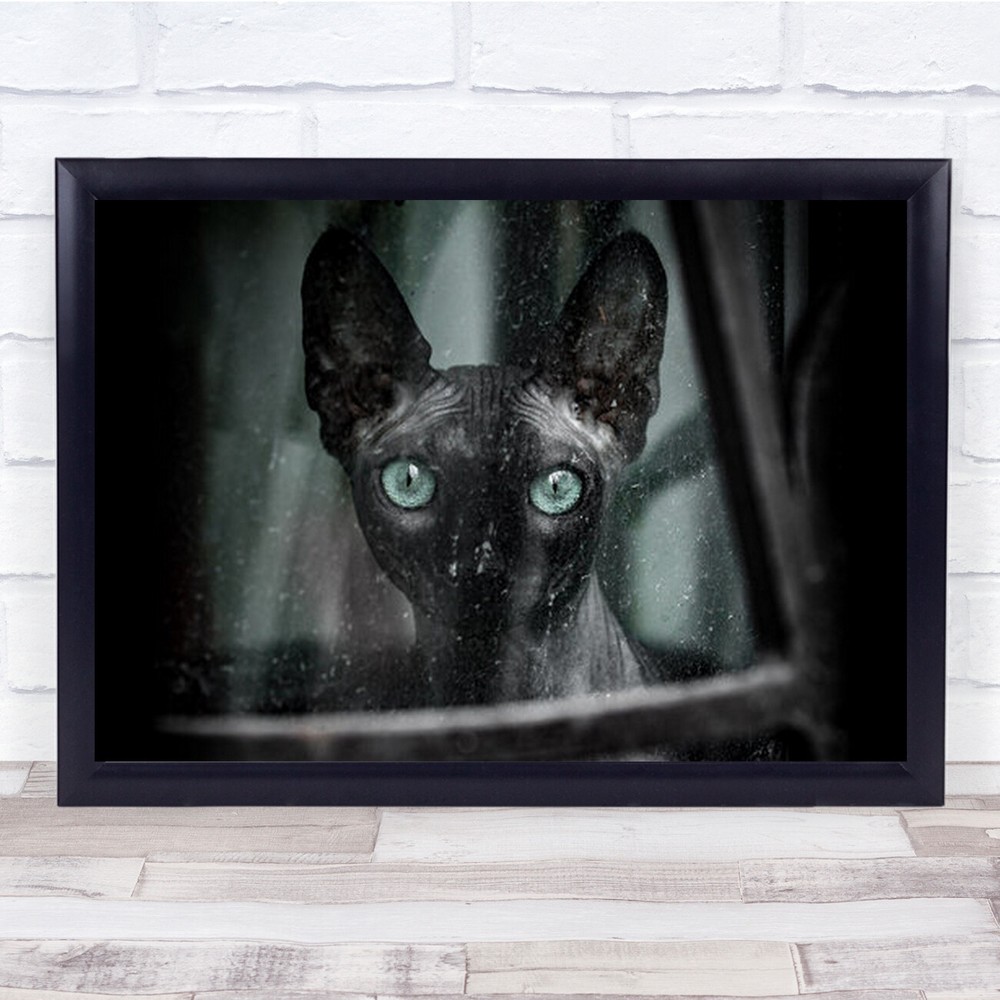 Sad Prisoner Of A City Apartment Cat Look Looking Eyes Naked Wall Art Print