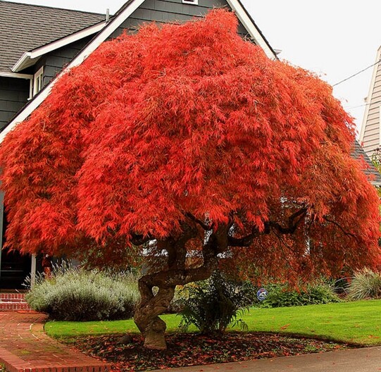 Acer palmatum Atropurpureum, Red Japanese Maple - 10 to 100-image