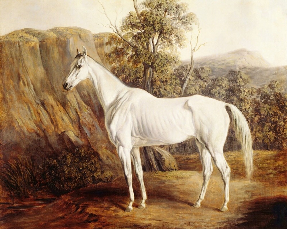 White Mare Horse Bolivia Print 8x10 200yr Ink Museum 100% Cotton Paper A11