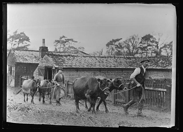 Salisbury England 1918 American Red Cross Hospital Farm Guernsey Jersey Cattle