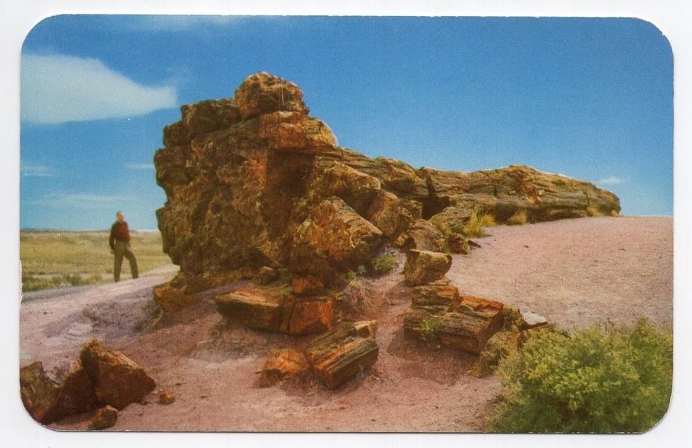 1960s? Chrome - CLOSEOUT - Old Faithful Log, Petrified Forest N M - Arizona