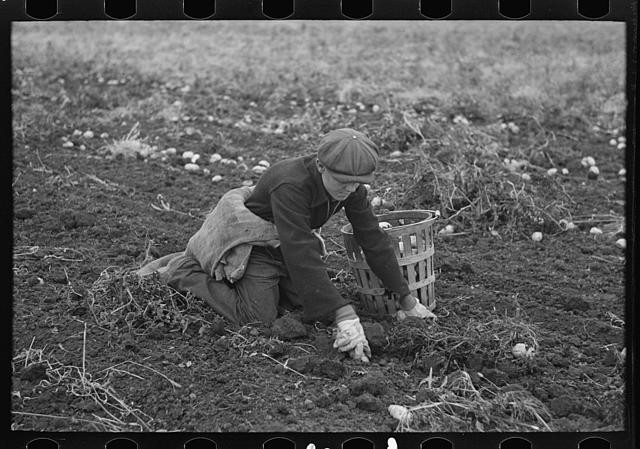 Potatoes,near East Grand Forks,Minnesota,MN,Farm Security Administration,FSA,7