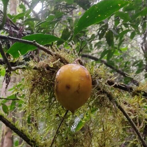 Randia Nova Serra das Lontras