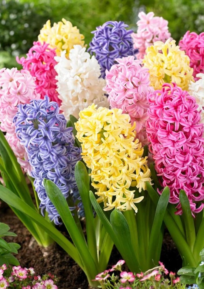 Pretty Imported  Hyacinth  Flower Bulb Multicolor Pack of 2+ bulbs