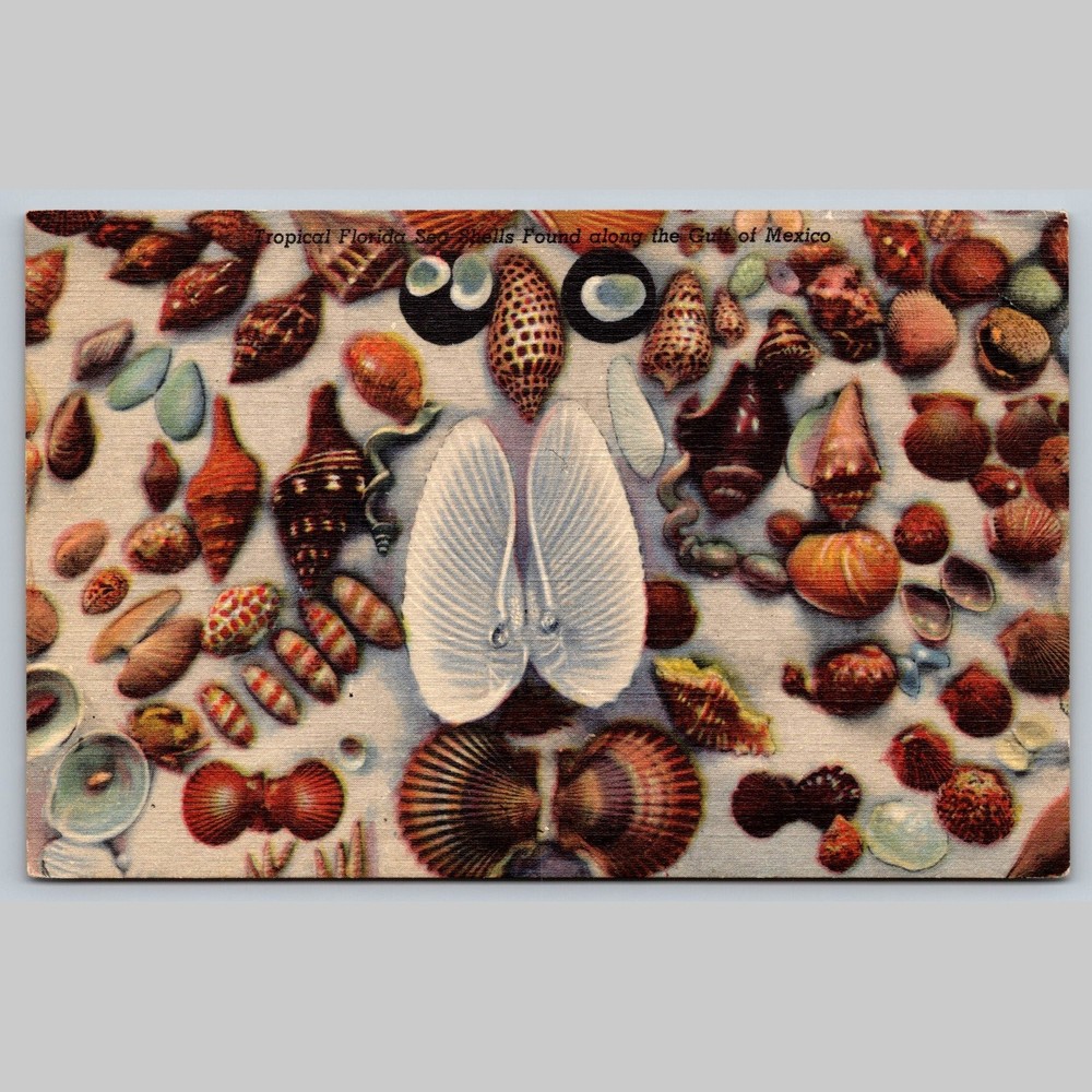 Postcard Tropical Florida Sea Shells Gulf of Mexico Fort Myers