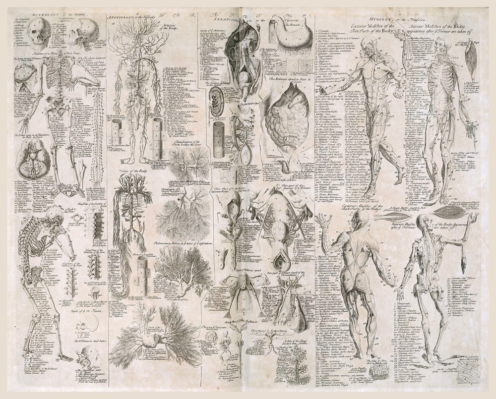 Decoration Poster.Home room art.Interior design.Human Anatomy vintage chart.7439