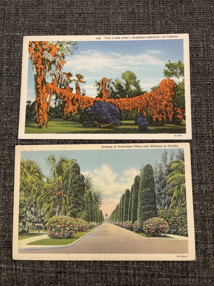 Linen Postcards Miami FL~Avenue Of Pines & Hibiscus •  The Flame Vine In Florida