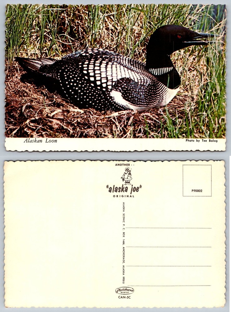 Vintage Alaskan Loon Postcard Plastichrome Alaska Joe Wildlife Bird Tee Balog