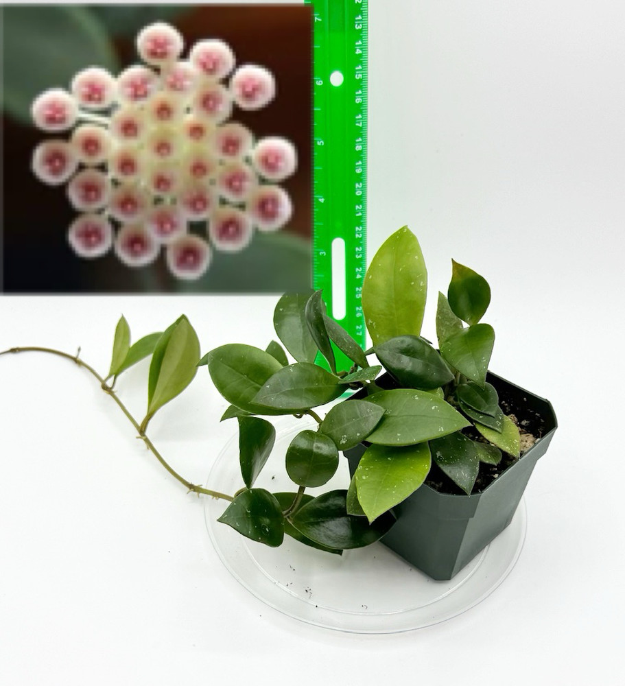 Hoya sipitangensis Well Rooted Established Young Plant