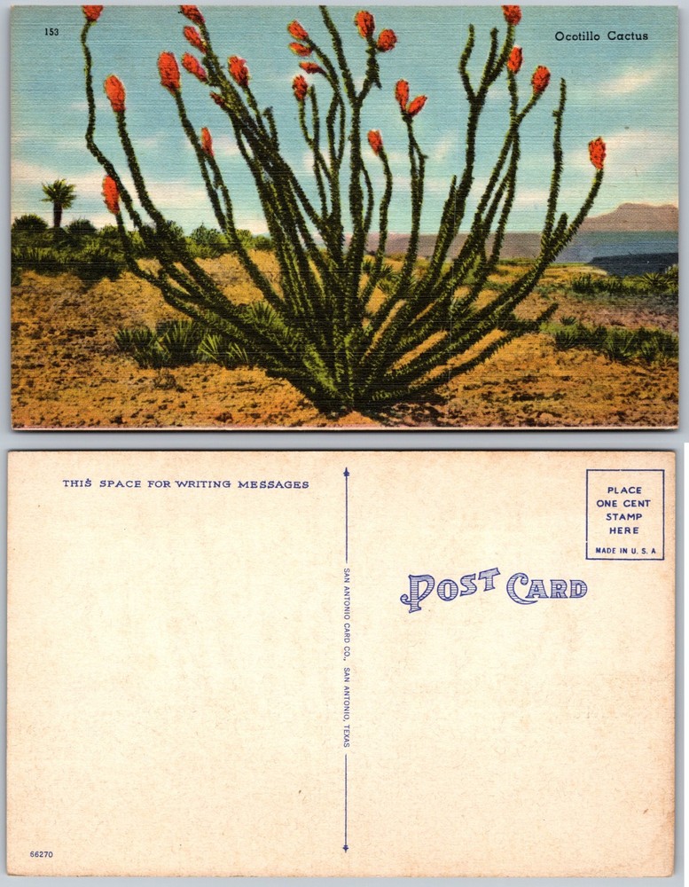 Ocotillo Cactus Desert Landscape Postcard