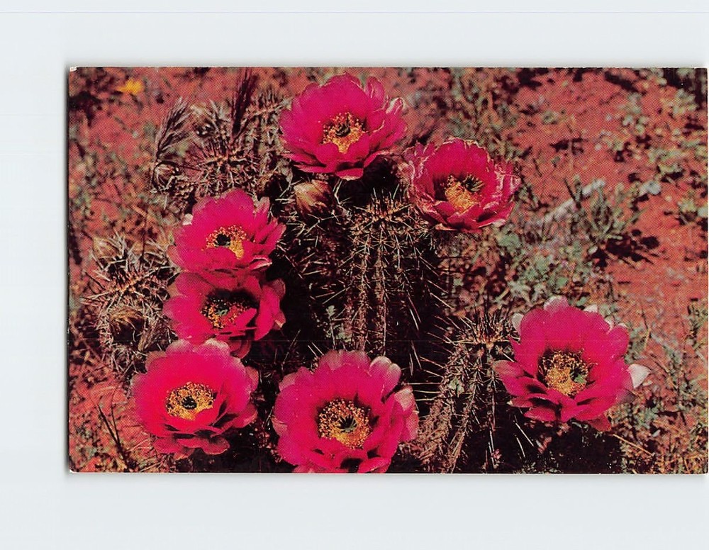 Postcard Hedgehog Cactus (Echinocereus Fendleri)