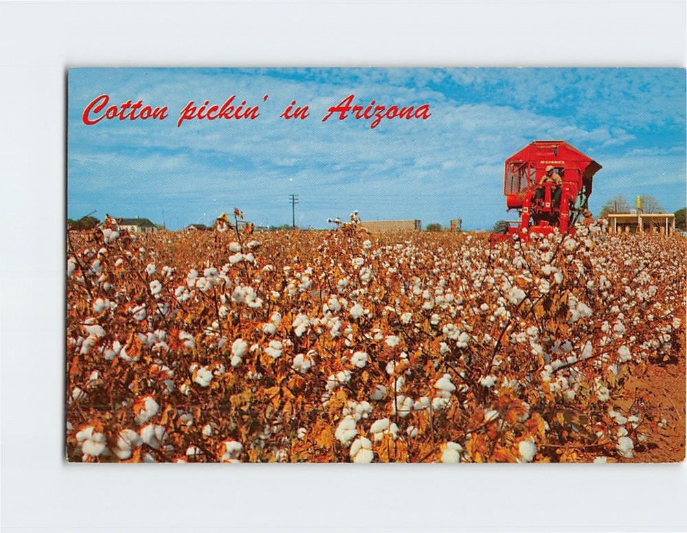 Postcard Cotton Picking in Arizona USA