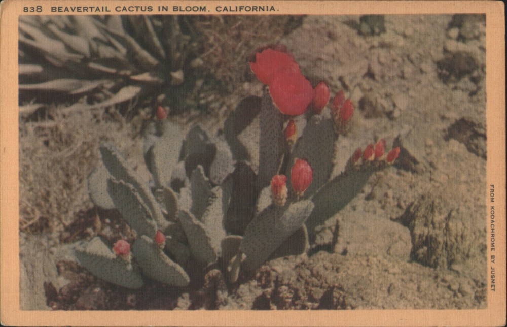 JUSMET Beavertail Cactus Bloom, California, CA Original Vintage Postcard