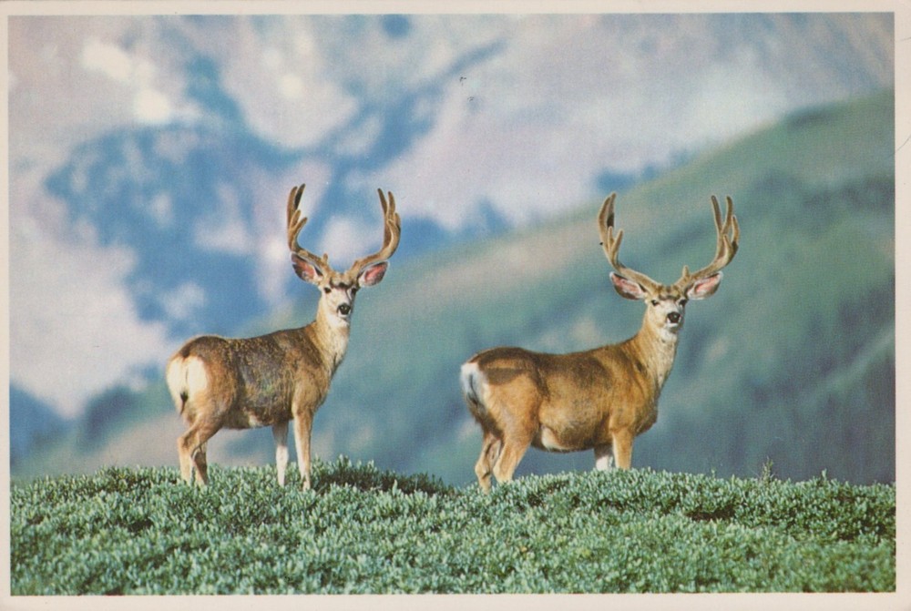 Black-Tailed Mule Deer In Mountains 4x6 Postcard