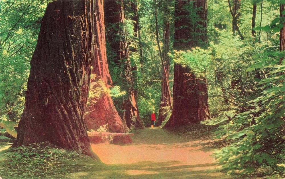 Redwood Trees - Muir Woods National Monument - California CA - Postcard