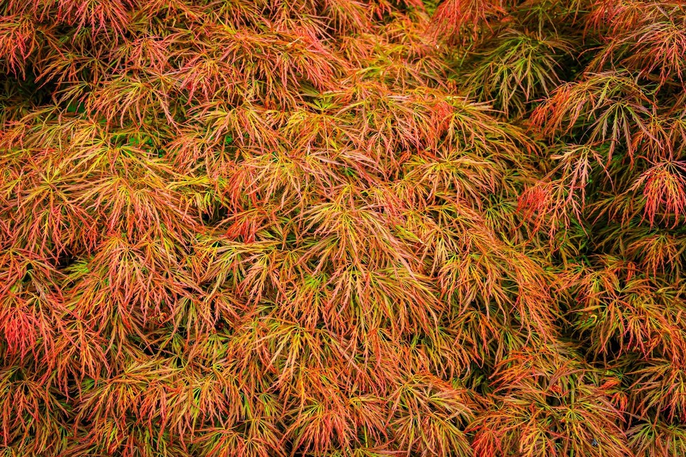 10 WEEPING LACELEAF MAPLE Japanese Acer Palmatum Dissectum Yellow Red Tree Seeds-image