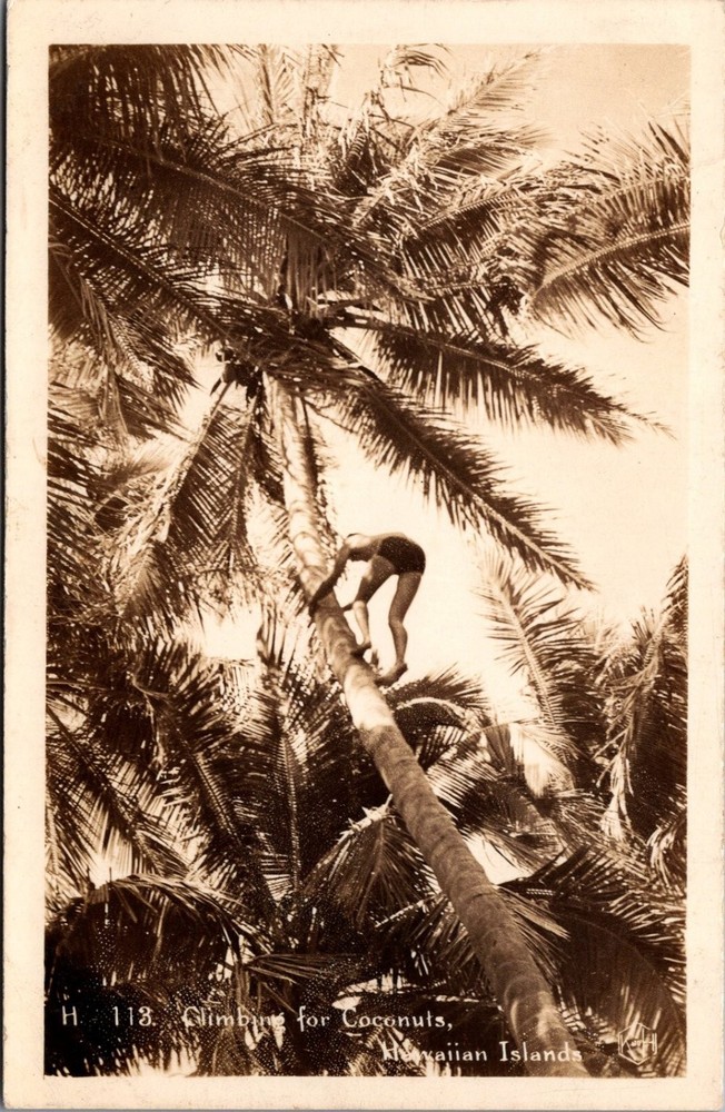 Vintage RPPC Hawaiian Islands Man Climbing Coconut Tree Sepia Postcard