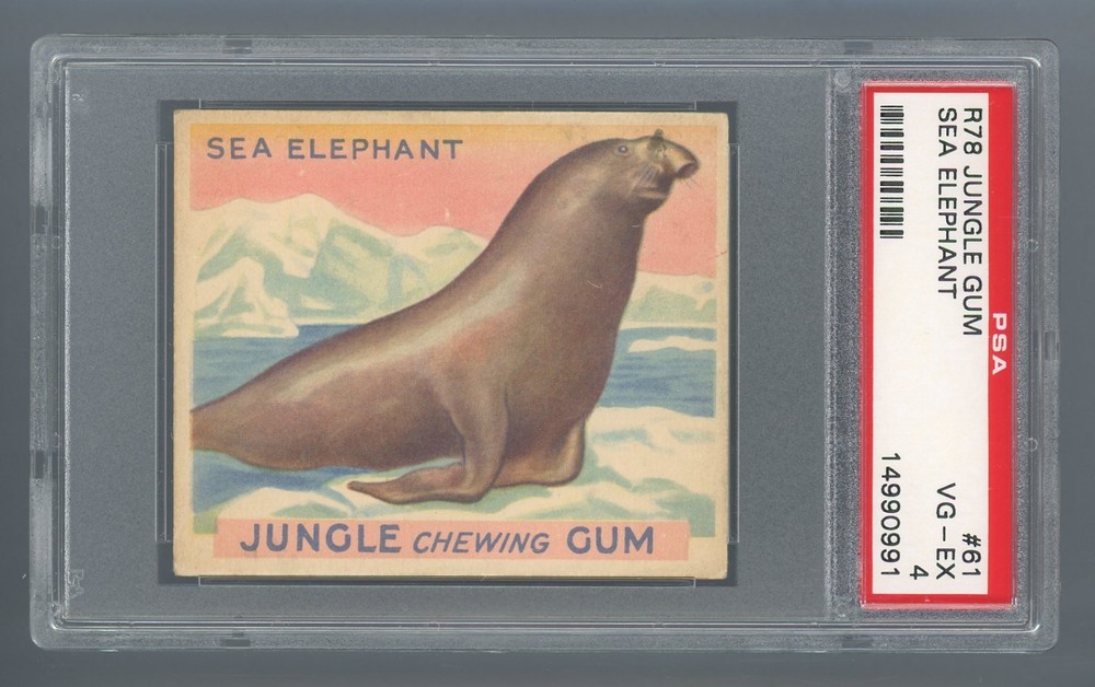 1933 R78 Jungle Gum #61 Sea Elephant PSA 4 VG-EX #14990991