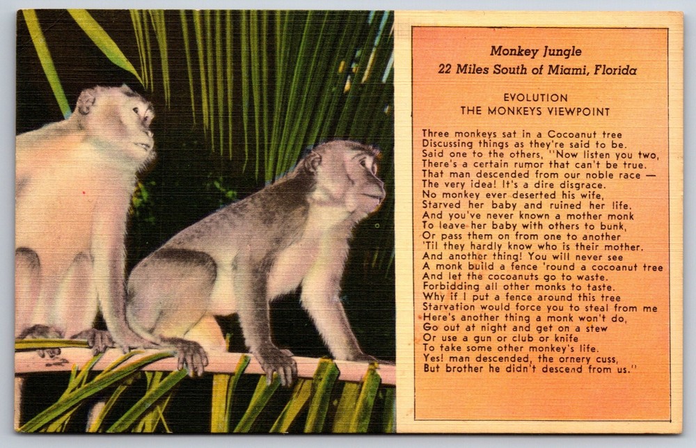 Animals~Florida~Monkeys On Tree @ Jungle~Evolution Viewpoint~Vintage Postcard