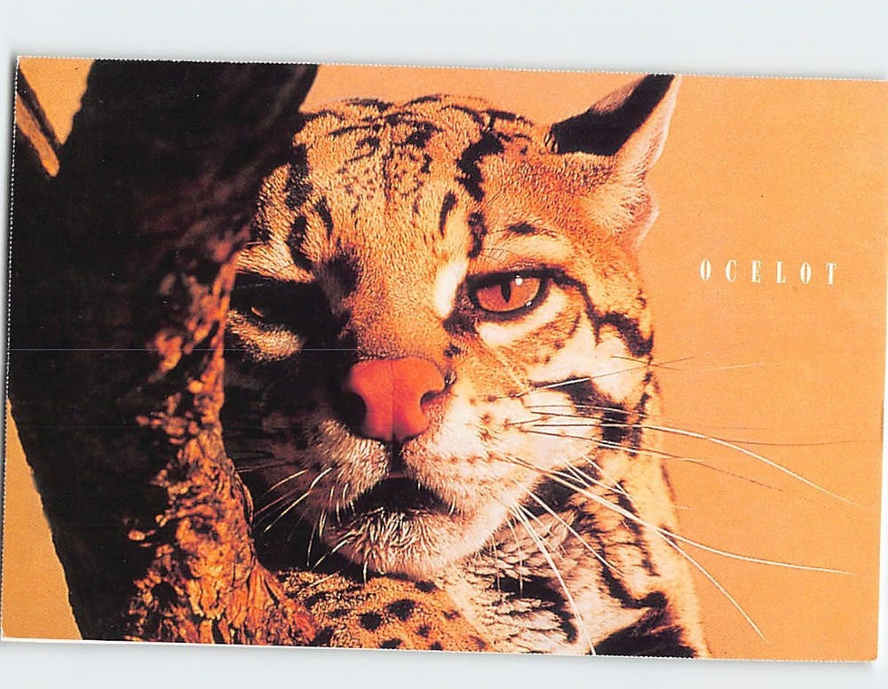 Postcard Ocelot