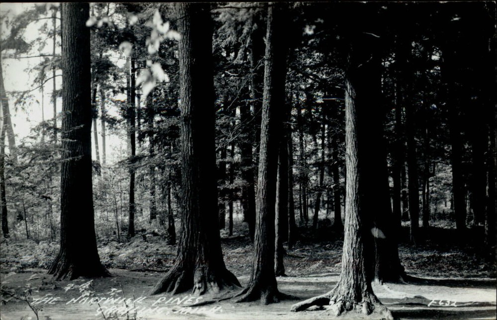 RPPC Grayling Michigan Hartwick Pines forest unused vintage real photo postcard