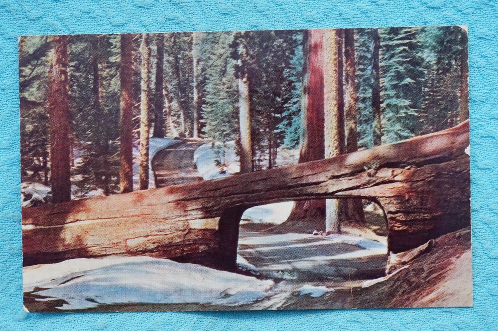 Tunnel Tree - Crescent Meadow - Sequoia National Park, California