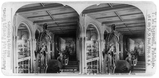 Photo of Stereograph,United States Smithsonian Institute,Dinosaurs,c1898