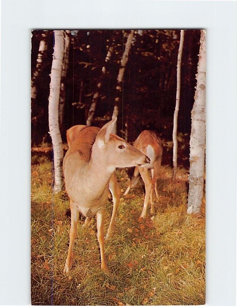 Postcard Deer in the Woods
