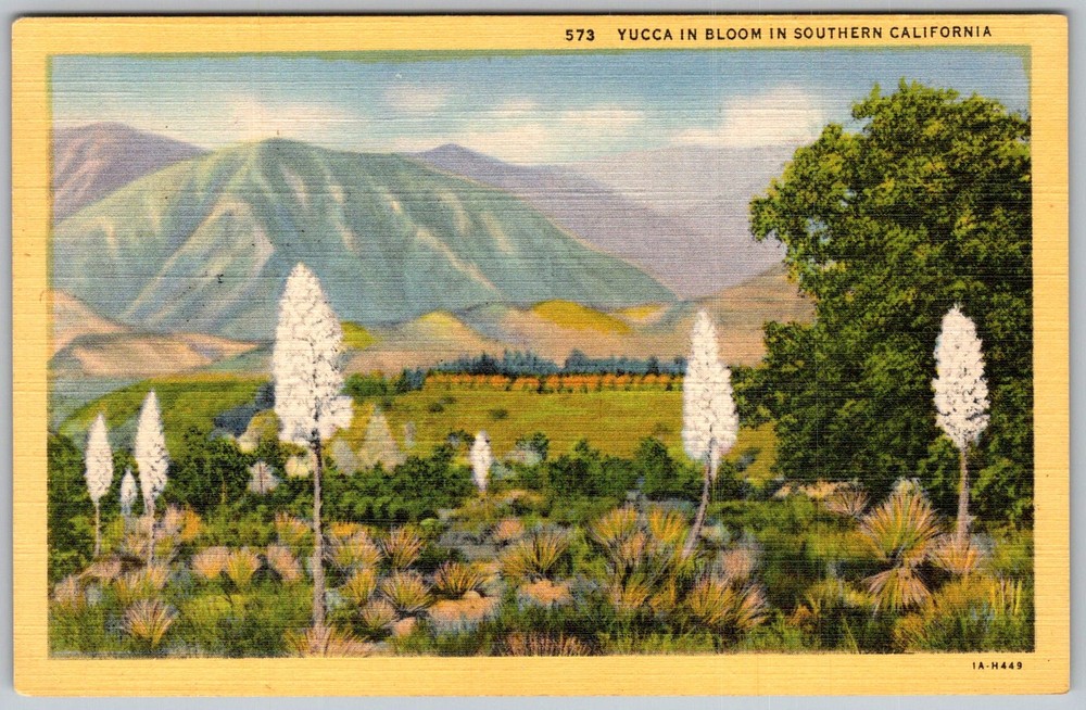 Vtg Linen Postcard Yucca Bloom Southern California, CA 1930s