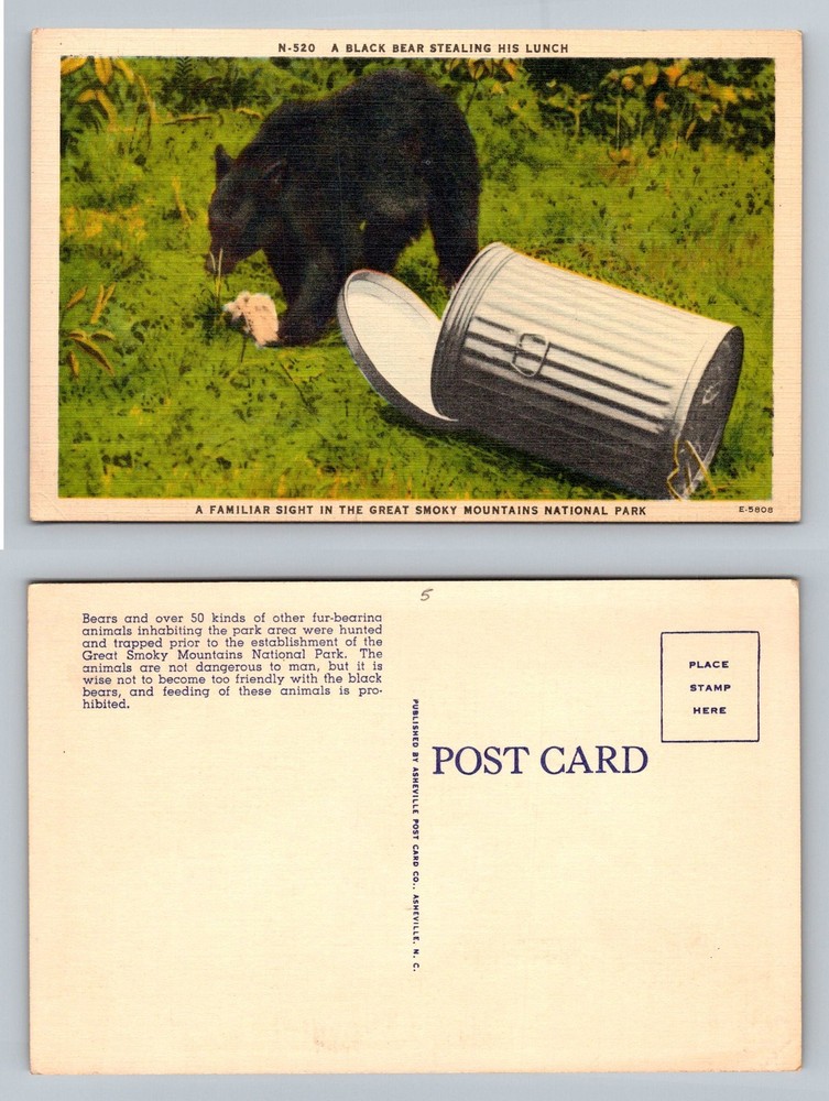 Great Smoky Mtns, TN-Tennessee, Black Bear Stealing Lunch Scene Vintage Postcard