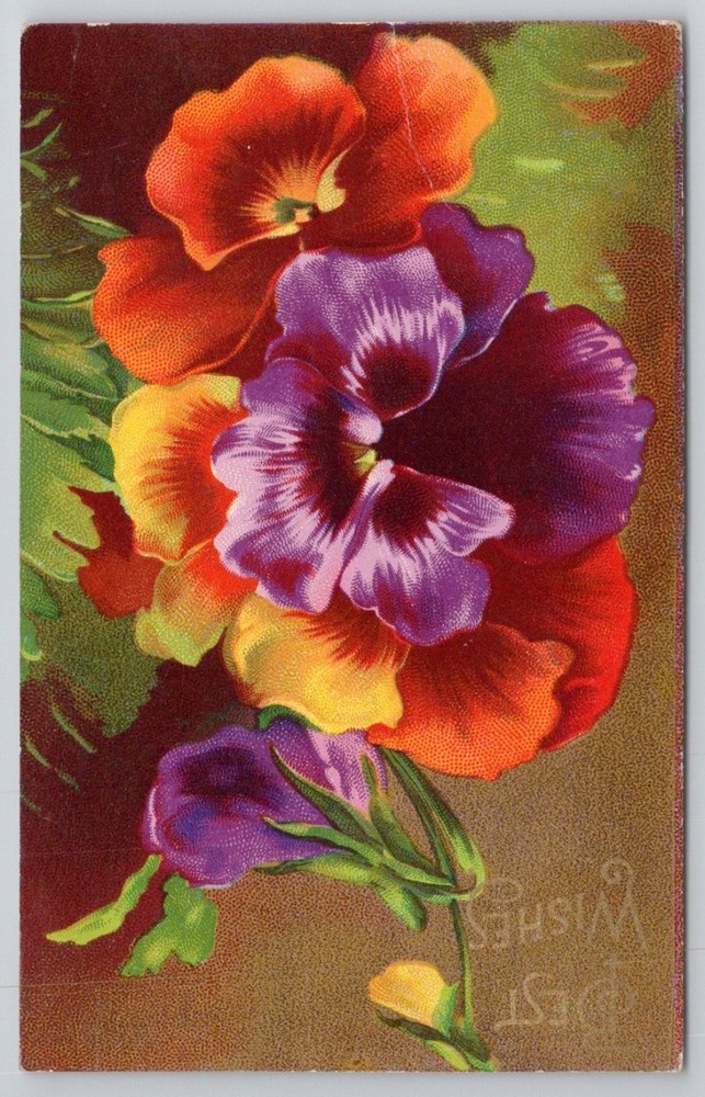 Vintage Pansy Flowers Postcard Best Wishes Floral Greeting Divided Back