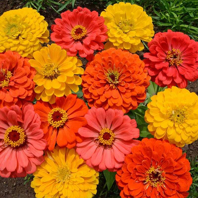 Zinnia FRUITY BEAUTY Mix Attracts Hummingbirds and Butterflies Non-GMO 200 Seeds