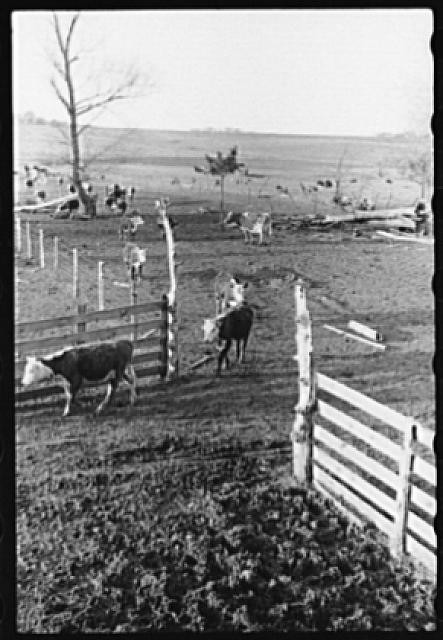 Grundy County,Iowa,IA,Farm Life,April 1940,John Vachon,Farm Security Admin,32