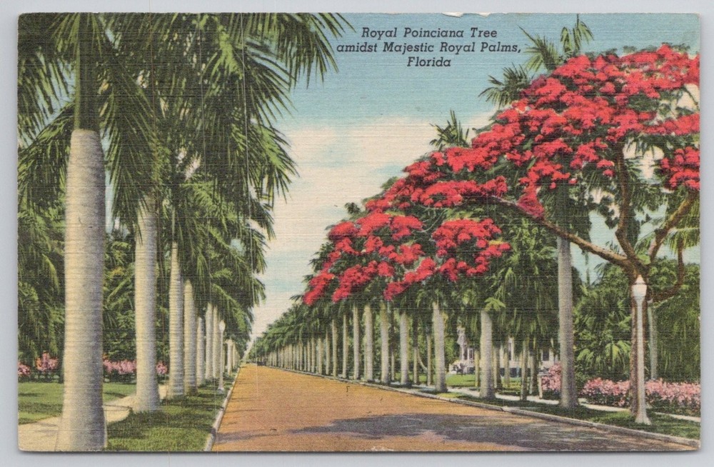 Vintage Curt Teich Linen Postcard: Royal Poinciana Tree & Palms, Florida 1947