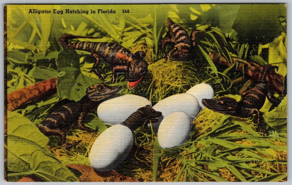 Vtg Linen Postcard Alligator Egg Hatching Florida 1940s