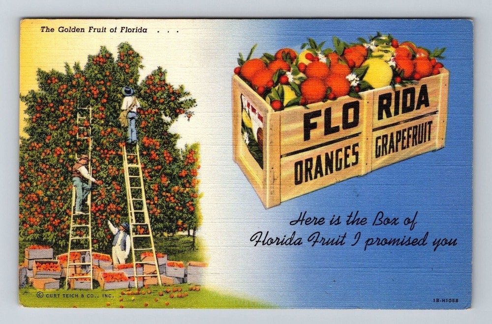 FL-Florida, The Golden Fruit Florida, Picking Oranges, Vintage Postcard