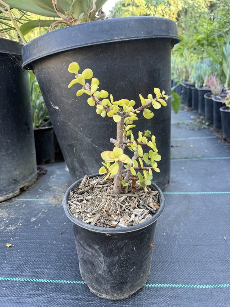 Elephant Bush ,Food Succulent Live BARE ROOT plant Ready For Bonsai Easy To Grow