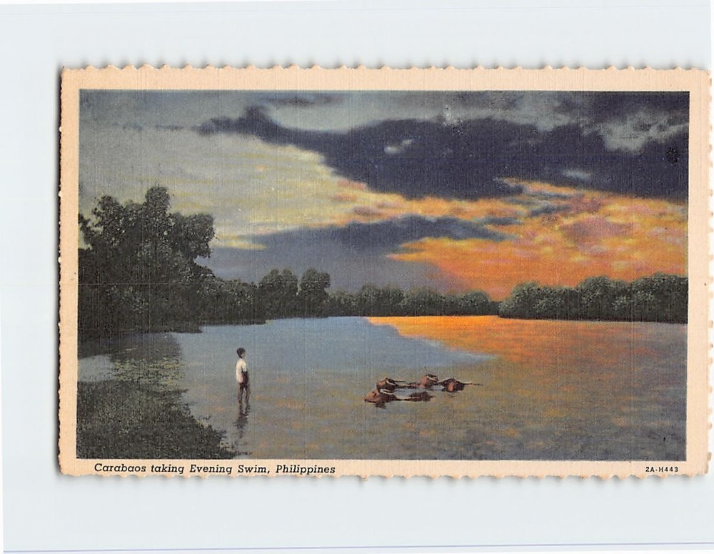 Postcard Carabaos taking Evening Swim Philippines